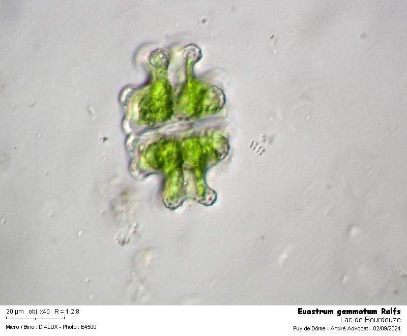 Euastrum gemmatum Ralfs #80018