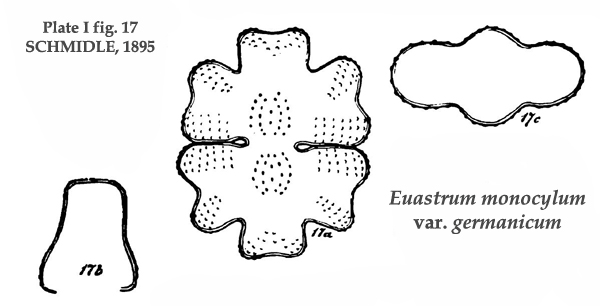 EUASTRUM germanicum #81601