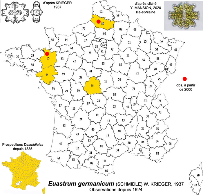 EUASTRUM germanicum #81600