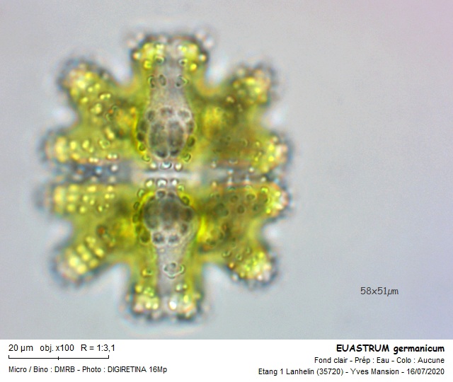 EUASTRUM germanicum #64052