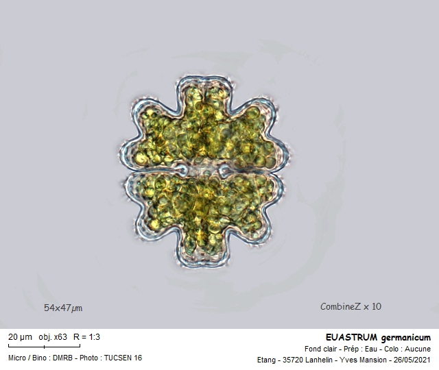 EUASTRUM germanicum #66926