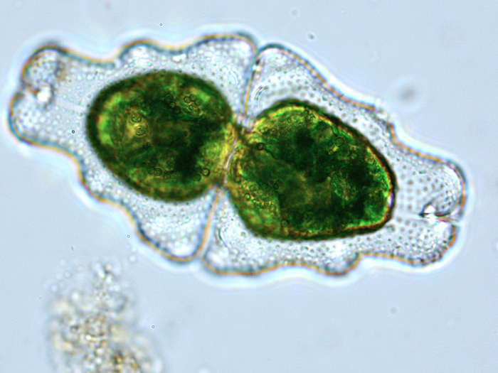 Euastrum humerosum Ralfs #81603
