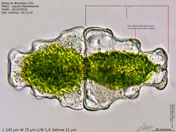 Euastrum humerosum Ralfs #81604