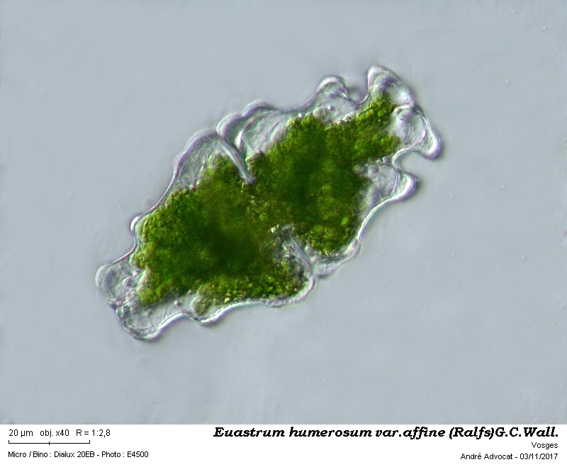 Euastrum humerosum Ralfs var.affine (Ralfs) Wallich #52406