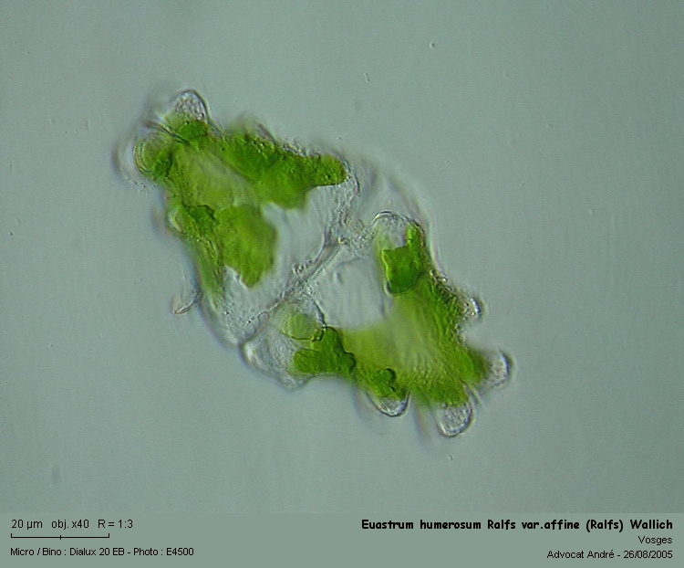 Euastrum humerosum Ralfs var.affine (Ralfs) Wallich #4410