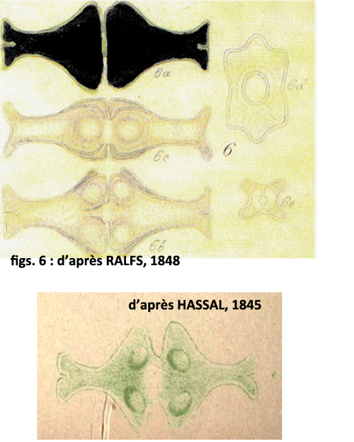 Euastrum insigne Hass.ex Ralfs var.insigne #80987
