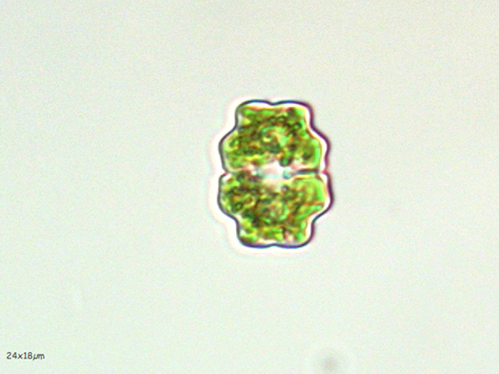 Euastrum insulare #72526