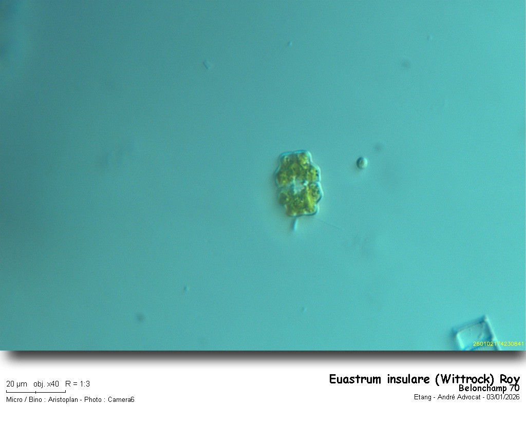 Euastrum insulare (Wittrock) J.Roy #84765