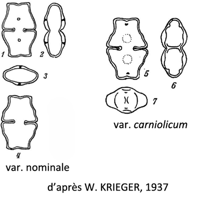 Euastrum luetkemuelleri Ducellier #81617