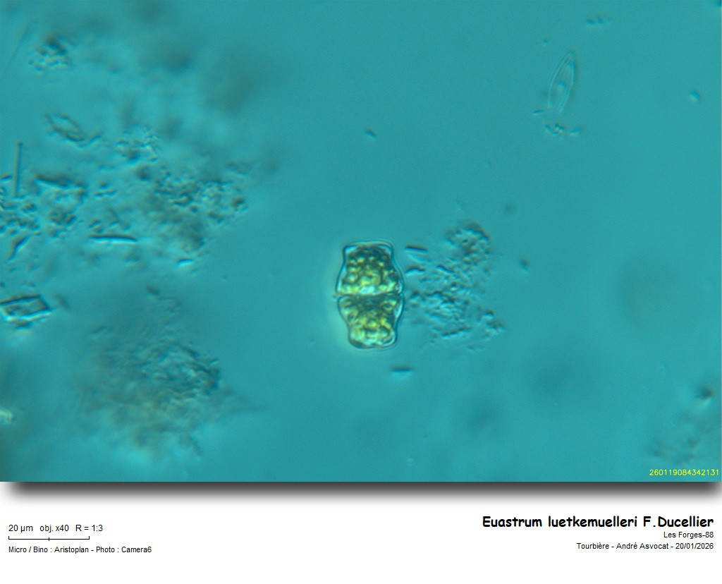 Euastrum luetkemuelleri F.Ducellier #84895