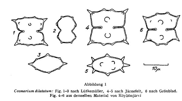Euastrum minimum Woloszynska #82873