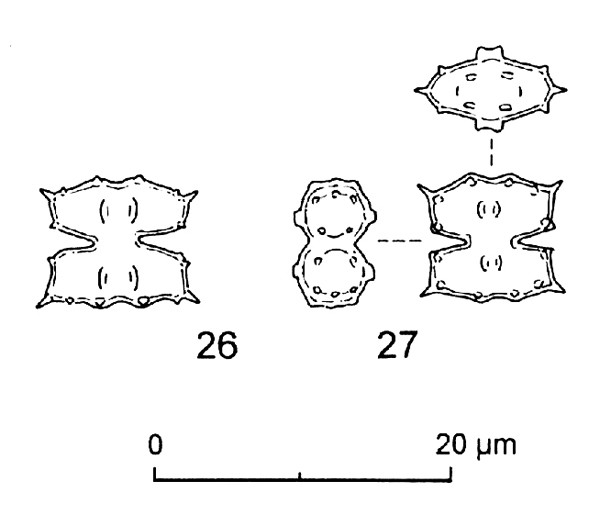 Euastrum minimum Woloszynska #82876