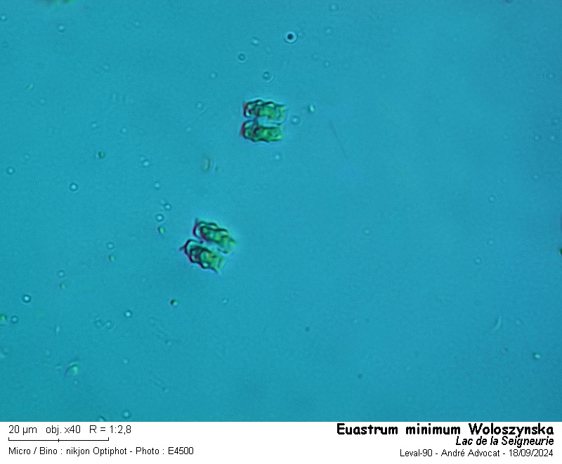 Euastrum minimum Woloszynska #80175