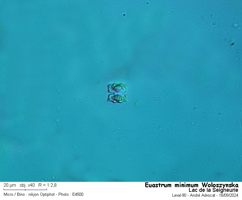 Euastrum minimum Woloszynska #80174