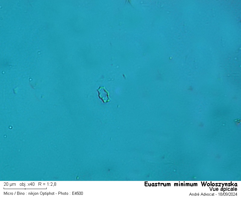 Euastrum minimum Woloszynska #80176