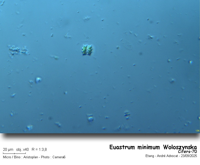 Euastrum minimum Woloszynska #83742