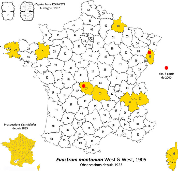 Euastrum montanum W.et G.S.West #84773