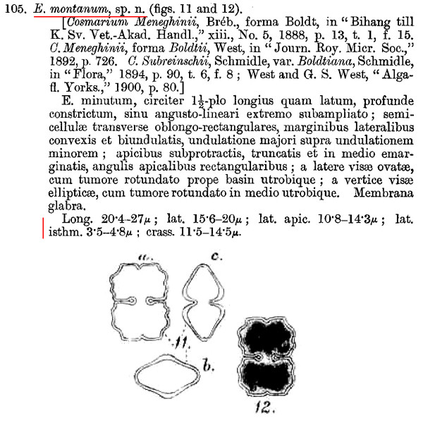 Euastrum montanum W.et G.S.West #82903