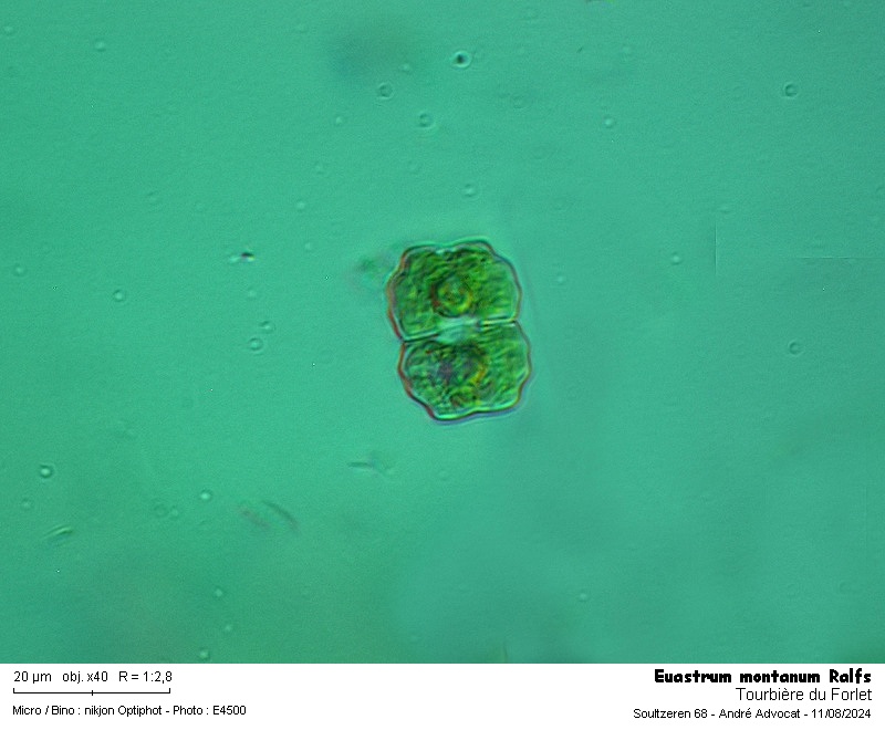 Euastrum montanum W.et G.S.West #80166