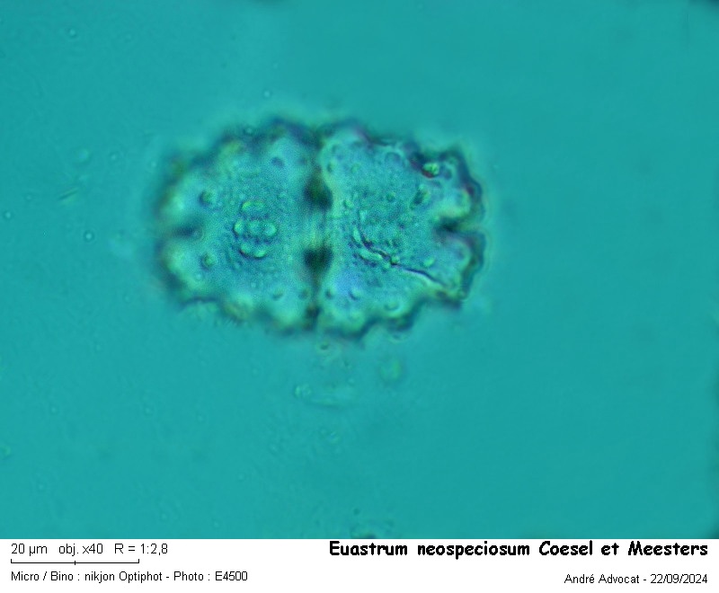 Euastrum neospeciosum Coesel et Meesters #80885