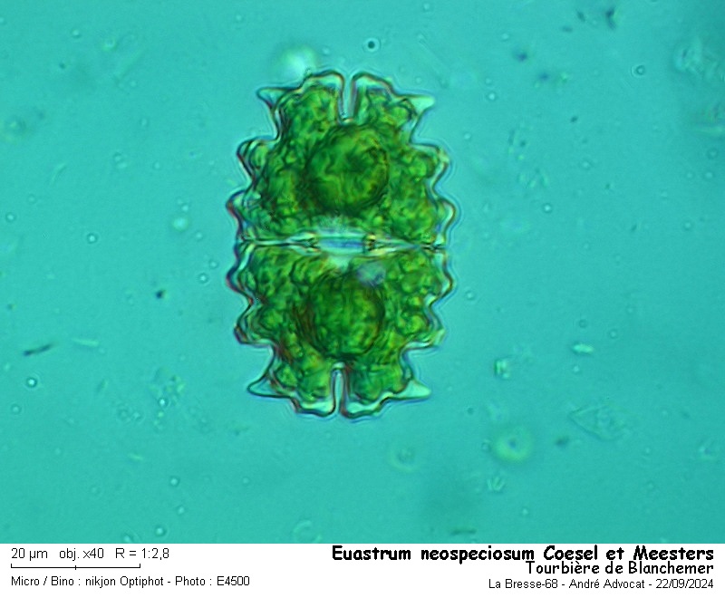 Euastrum neospeciosum Coesel et Meesters #80884