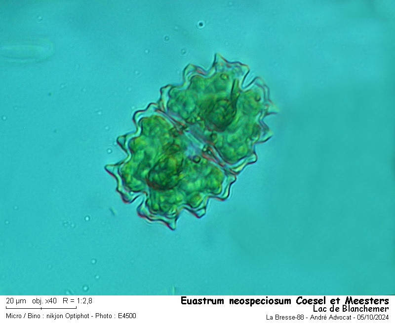 Euastrum neospeciosum Coesel et Meesters #80886