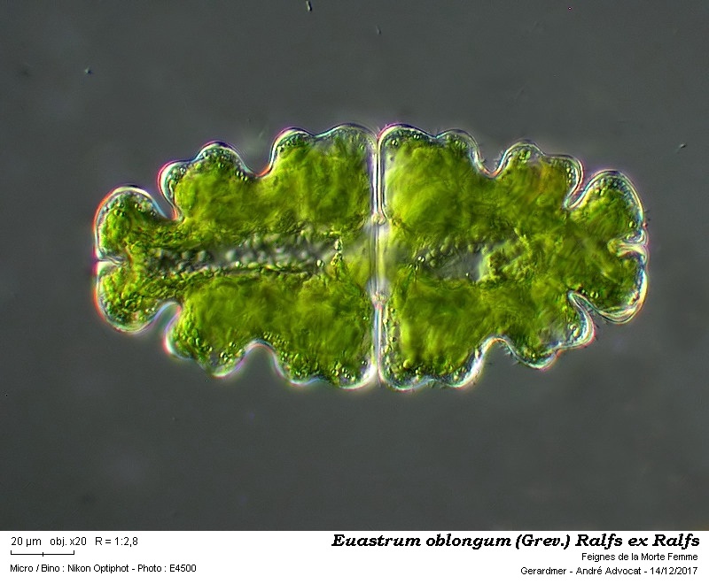 Euastrum oblongum (Grev.) Ralfs ex Ralfs #52971