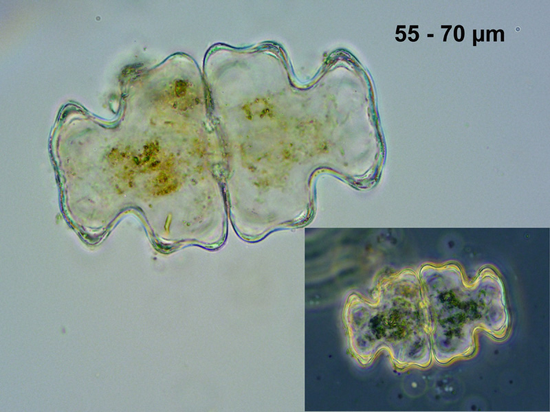 Euastrum pectinatum Brébisson ex Ralfs, 1848 #64804