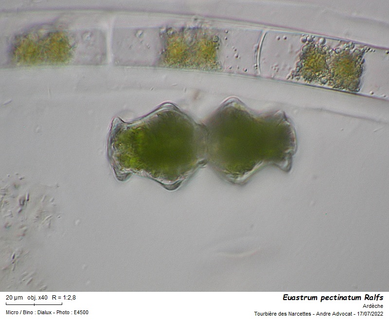 Euastrum pectinatum (Breb.) Breb. ex Breb. #71388