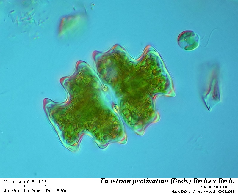 Euastrum pectinatum (Breb.) Breb. ex Breb. #45084