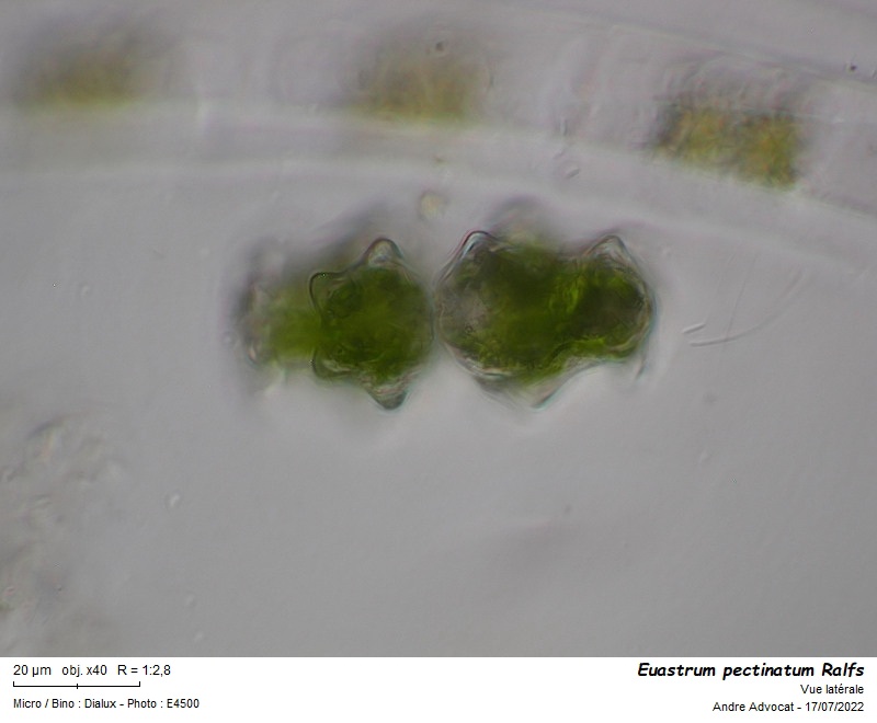 Euastrum pectinatum (Breb.) Breb. ex Breb. #71389