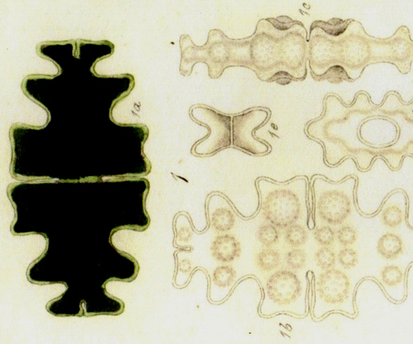 Euastrum pinnatum RALFS, 1848 #72334