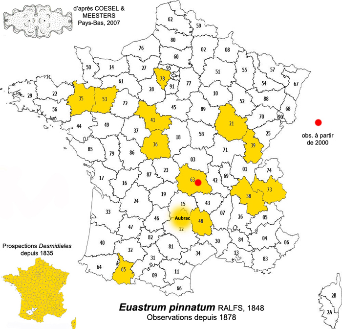 Euastrum pinnatum RALFS, 1848 #79537