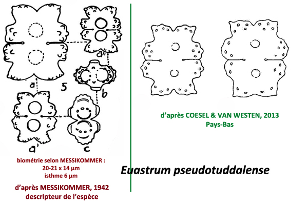 Euastrum pseudotuddalense Messikommer #80737