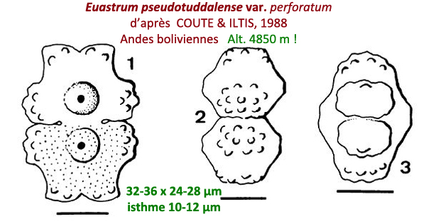 Euastrum pseudotuddalense Messikommer #80738