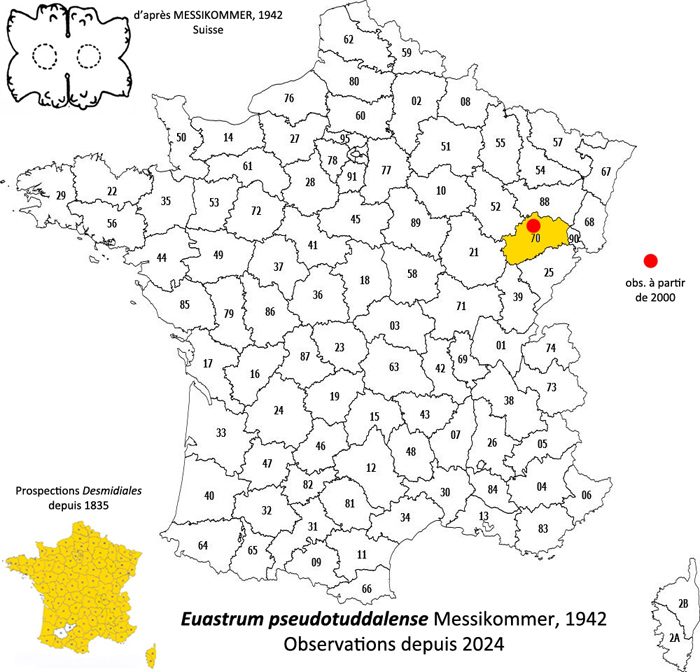 Euastrum pseudotuddalense Messikommer #80736