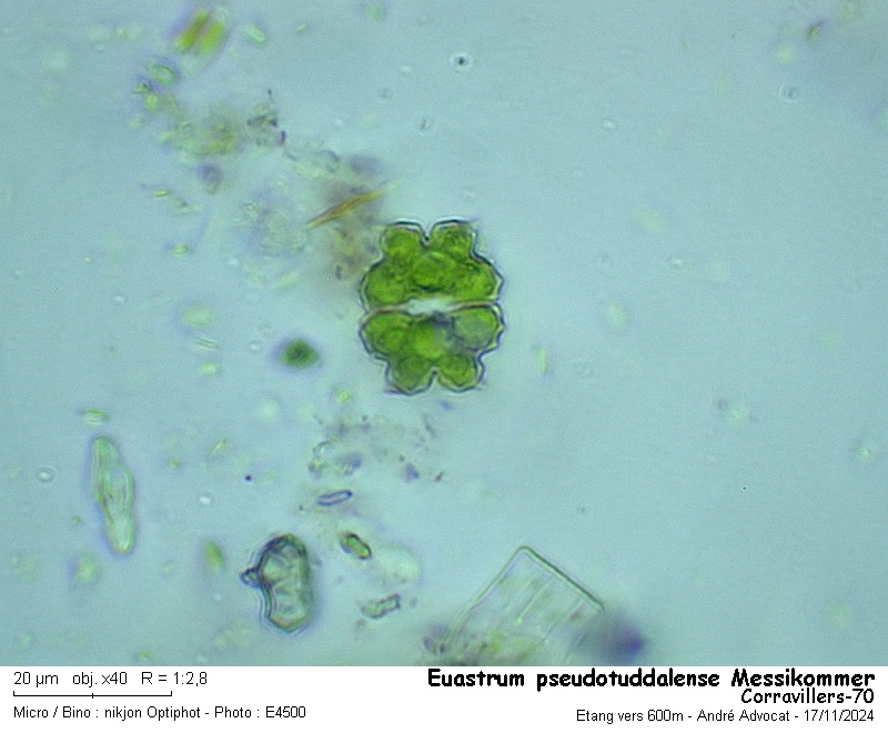 Euastrum pseudotuddalense Messikommer #80708
