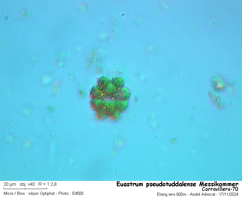 Euastrum pseudotuddalense Messikommer #80707