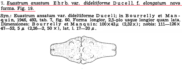 Euastrum ruzickae Van Westen #82225