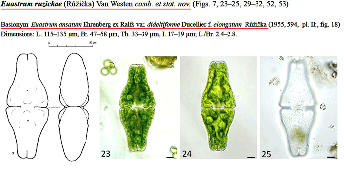 Euastrum ruzickae Van Westen #82226
