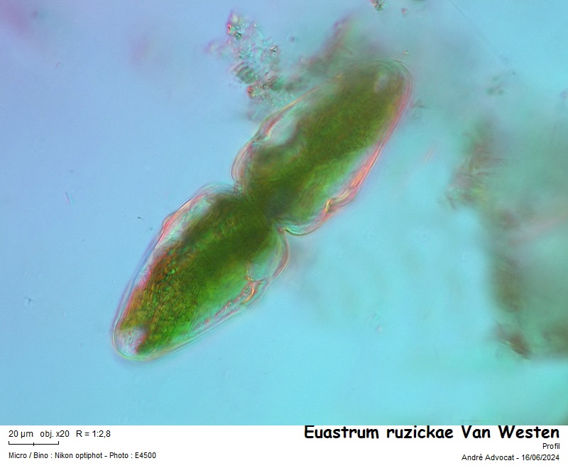 Euastrum ruzickae Van Westen #79169