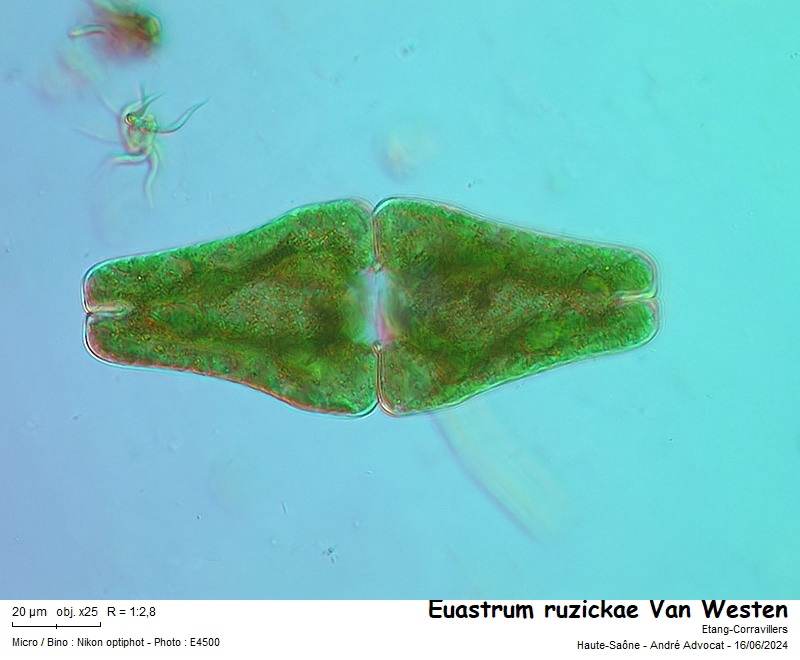 Euastrum ruzickae Van Westen #79168
