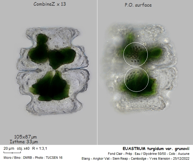 EUASTRUM turgidum #73314