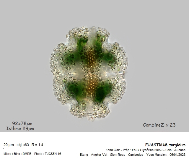 EUASTRUM turgidum #73311