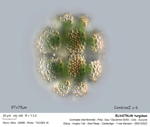 EUASTRUM turgidum #73312