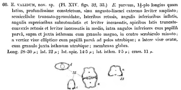 Euastrum validum W. et G.S. West #77907