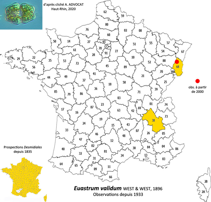 Euastrum validum W. et G.S. West #77906