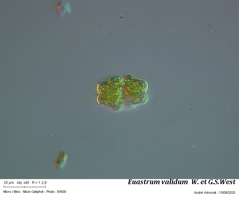 Euastrum validum W. et G.S. West #64181