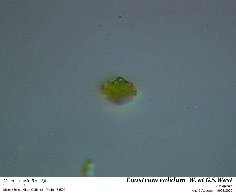 Euastrum validum W. et G.S. West #64182