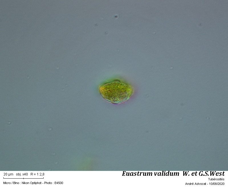 Euastrum validum W. et G.S. West #64183